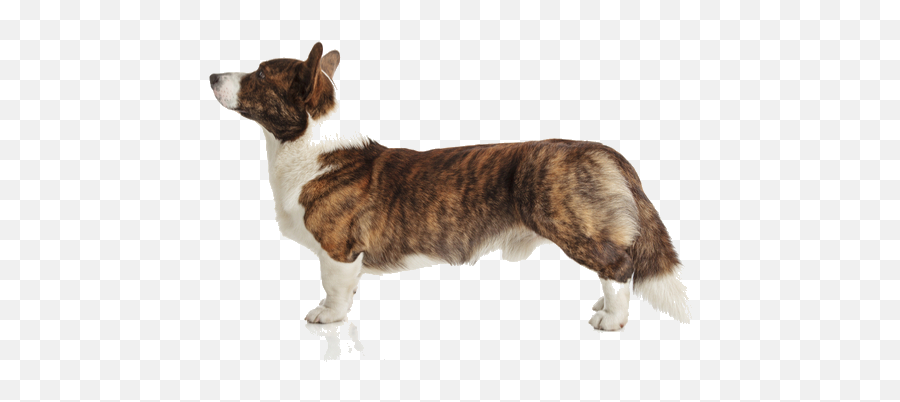 Cardigan Welsh Corgi Breed Facts And Information Petcoach - Cardigan Welsh Corgi Png,Corgi Png