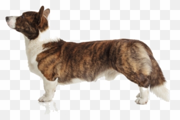 Cardigan Welsh Corgi Breed Facts And Information Petcoach - Cardigan Welsh Corgi Png,Corgi Png
