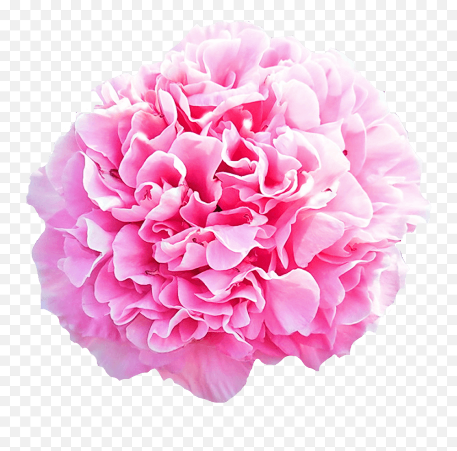 Paeonia Carnation Bouquet - Carnation Flower Pink Png,Carnation Png
