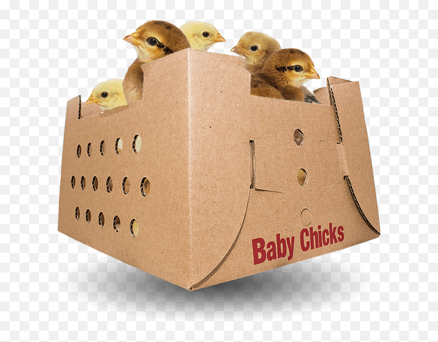 Baby Chicks For Sale - Cardboard Box Png,Baby Chick Png