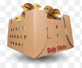 Baby Chicks For Sale - Cardboard Box png