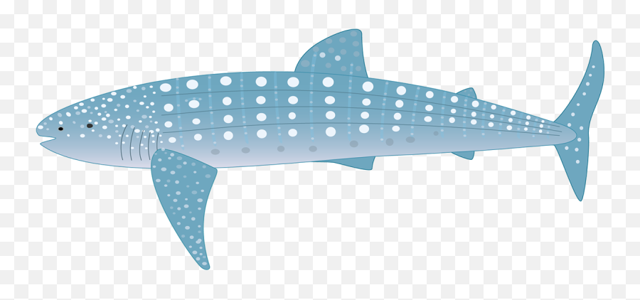 Fauna Of The Pelagic Zone - Whale Shark Animated Png,Whale Shark Png