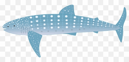 Fauna Of The Pelagic Zone - Whale Shark Animated Png,Whale Shark Png