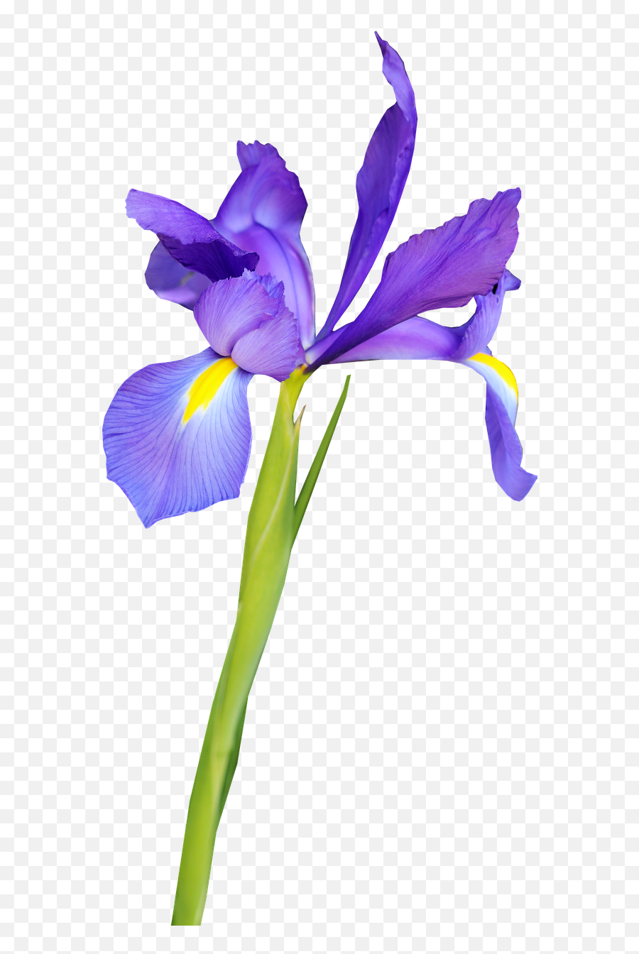 Flower Blue Iris - Flor De Iris Png,Iris Png