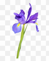 Flower Blue Iris - Flor De Png