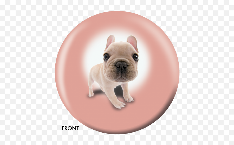 Otb - Dog French Bulldog Pug Png,French Bulldog Png