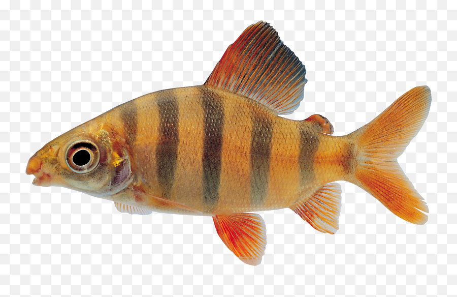Fish Png - Png,Fin Png