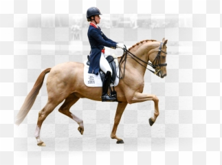 Fairfax Saddles - Bridle png