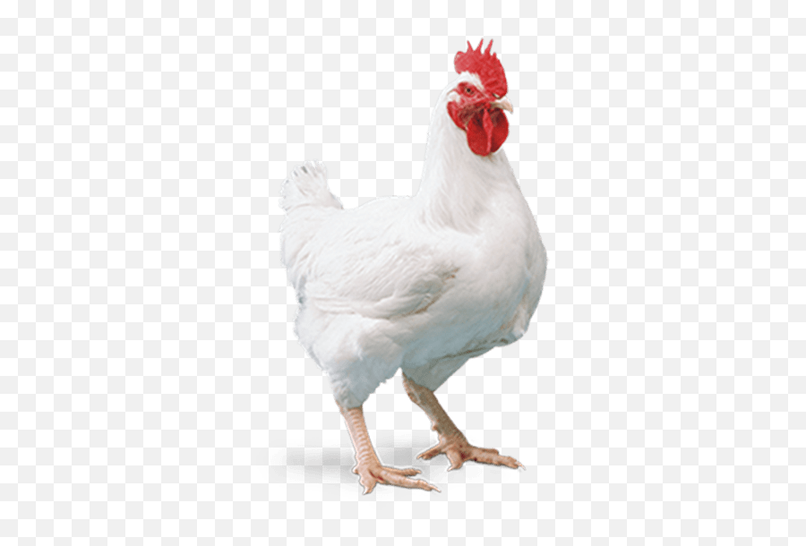 Broiler Chicken Png Image - Broiler Chicken Png,Chicken Png