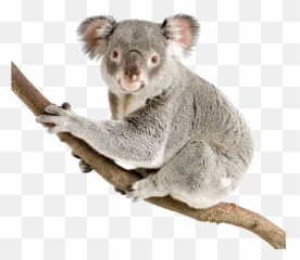 Koala Png Pic - Koala Transparent Background,Koala Png