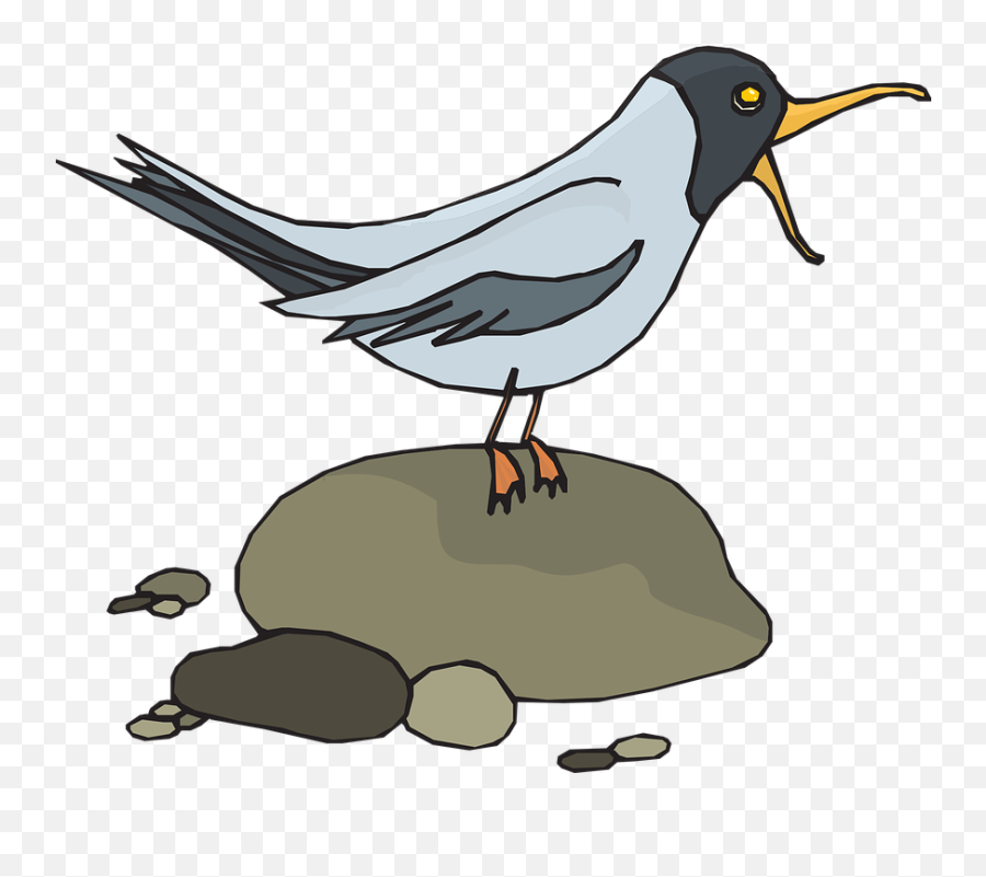 Gull Seagull Sea - Gull Free Vector Graphic On Pixabay Bird Screeching Clipart Png,Seagull Png