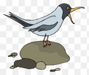 Gull Seagull Sea - Gull Free Vector Graphic On Pixabay Bird Screeching Clipart Png,Seagull Png