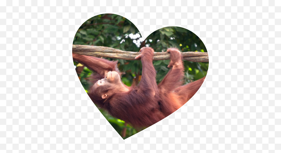 Keeping Wild Meet Timtom Png Orangutan Icon