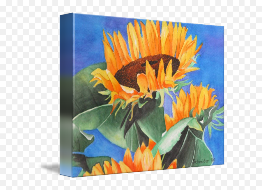 Sunflower Watercolor By Sarah Schneider - Sunflower Png,Watercolor Sunflower Png