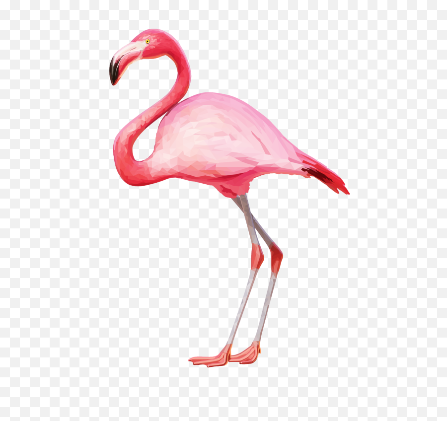 Png Flamingo - Flamingo Png,Flamingo Transparent Background