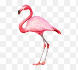 Png Flamingo - Flamingo Png,Flamingo Transparent Background
