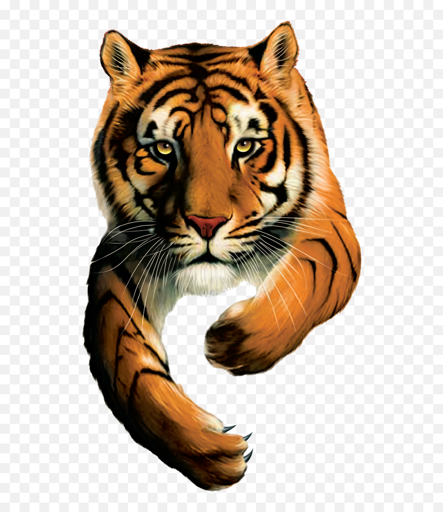 Tiger Brands Logo - Tiger Brands Ltd Logo Png,Tiger Logo Png