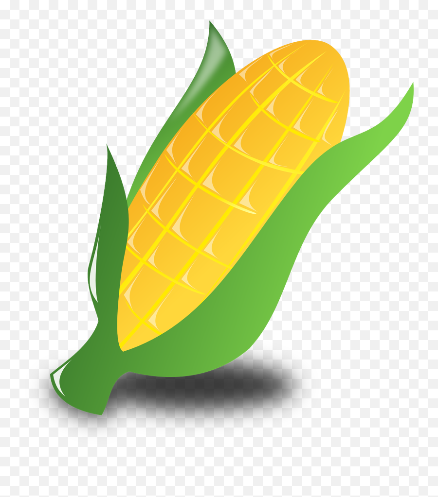 Corn Crop Harvest - Corn Clip Art Png,Harvest Png