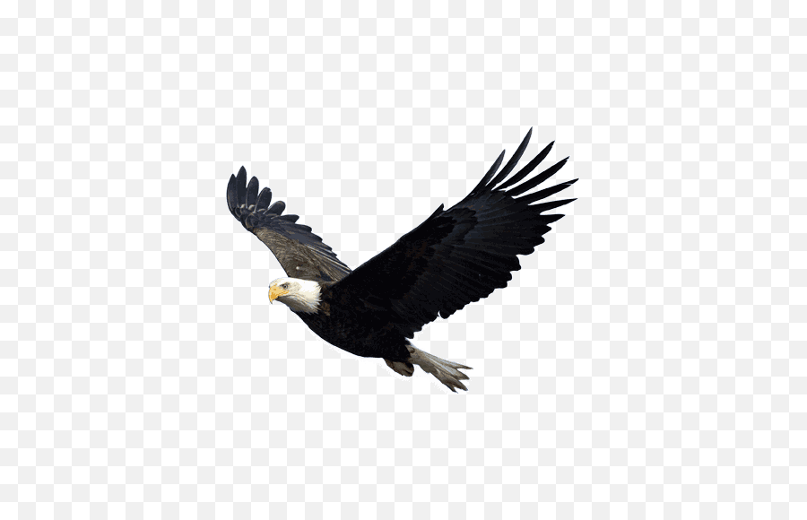 Eagle Soaring Transparent Png Clipart - Eagle Png,Soaring Eagle Png