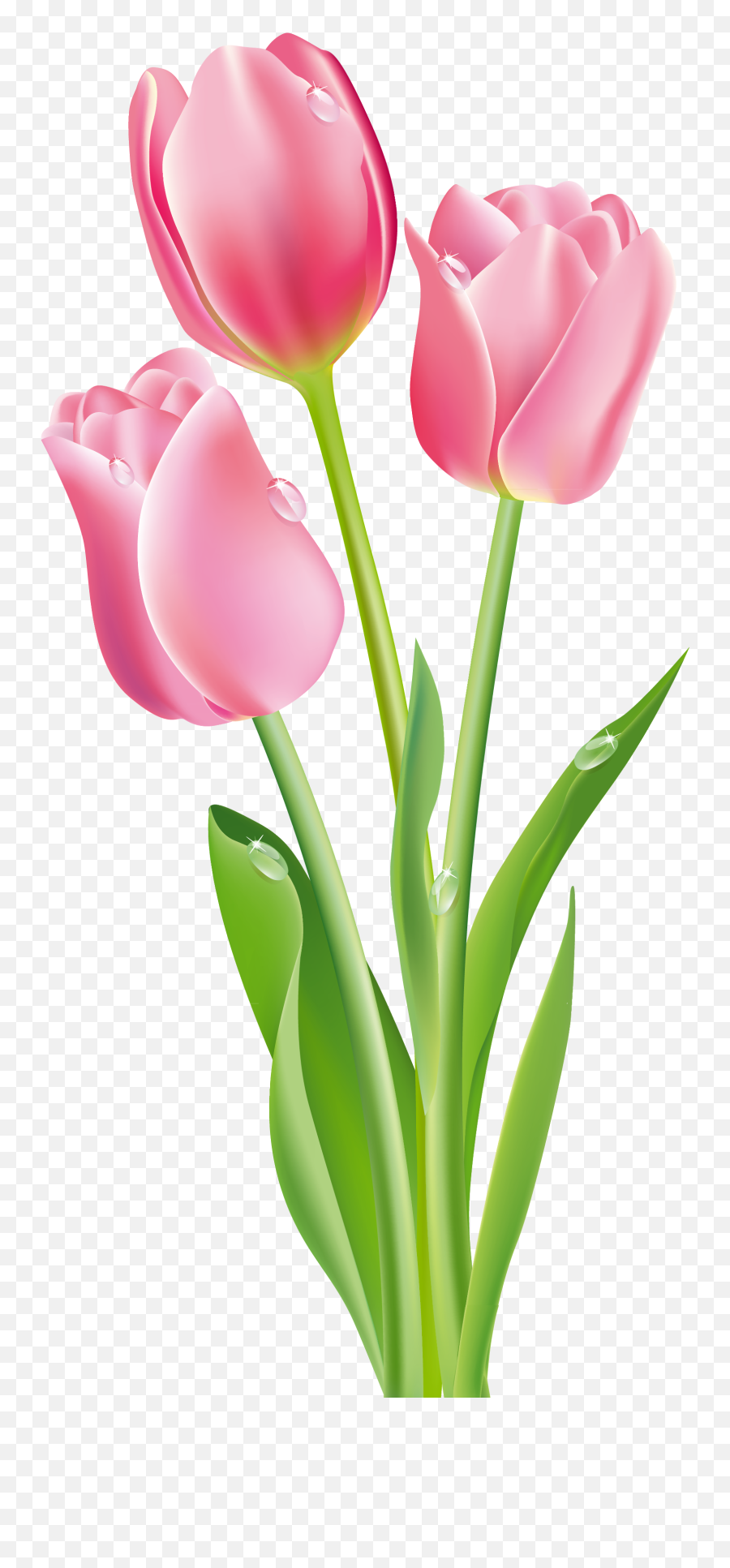 Tulip Flower Clipart Png - Pink Tulips Png,Tulip Png