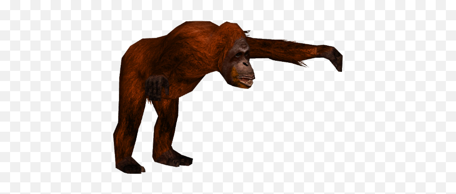Sumatran Orangutan Png 3 Image - Orangutan,Orangutan Png