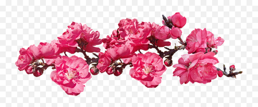 Flowers Pink Blossom - Free Photo On Pixabay Peach Tree Pink Png,Bougainvillea Png