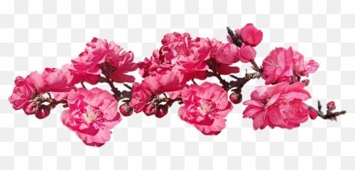 Flowers Pink Blossom - Free Photo On Pixabay Peach Tree Pink Png,Bougainvillea Png