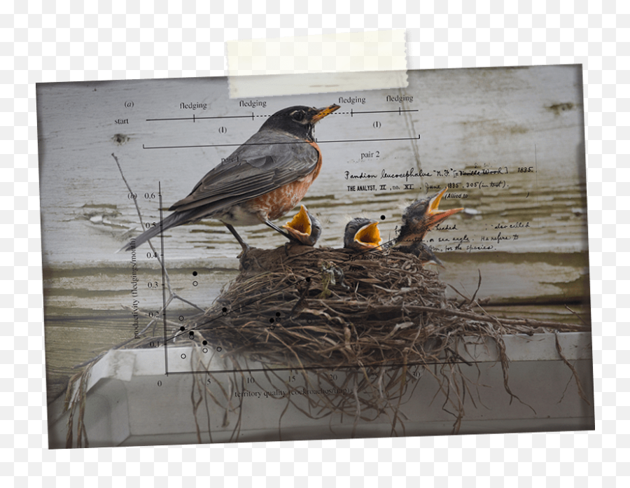 Download Robin Hd Png - Western Meadowlark,Bird Nest Png