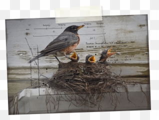 Download Robin Hd Png - Western Meadowlark,Bird Nest Png