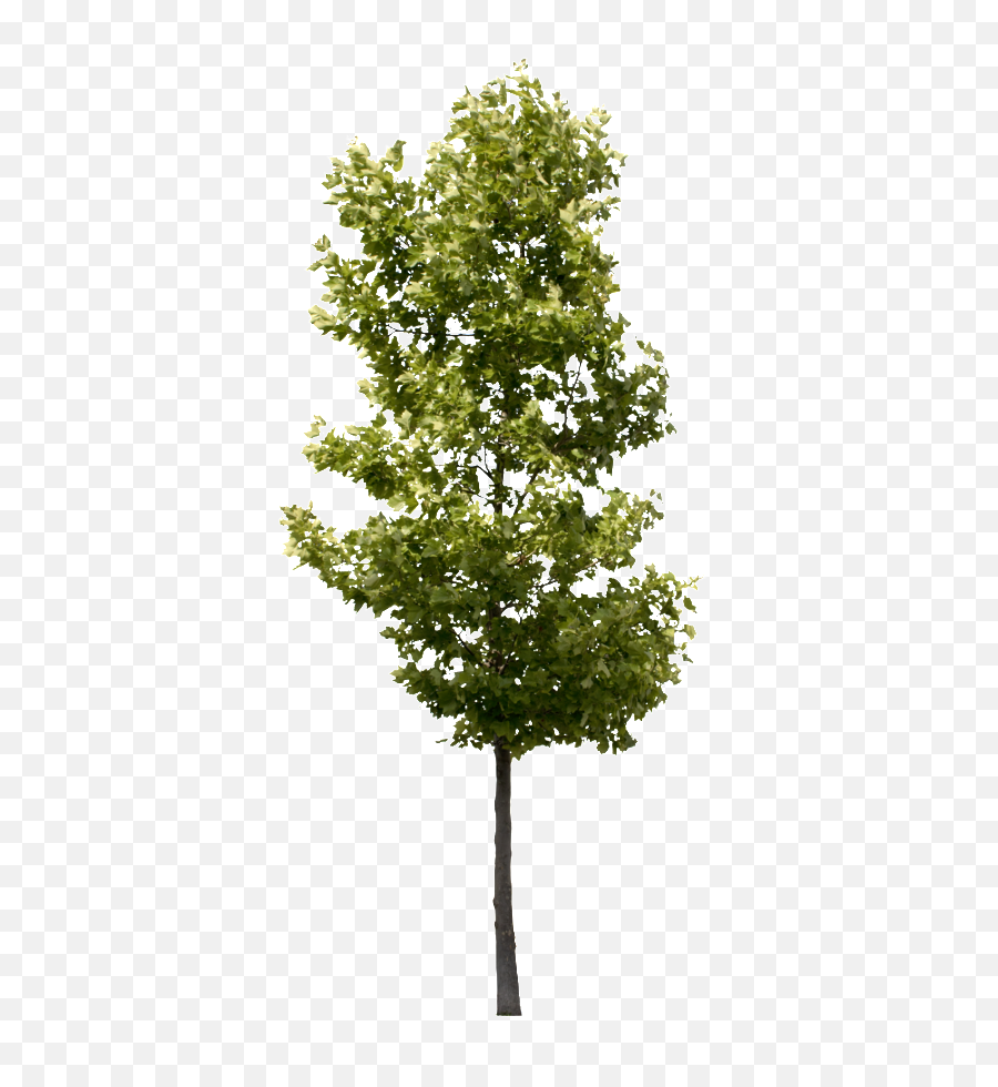 Transparent Background Tree Png - Small Tree Transparent,Transparent Background Tree