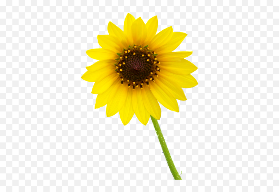 Sunflower Png Images Transparent Background - Single Flower Png Hd,Sunflower Transparent Background