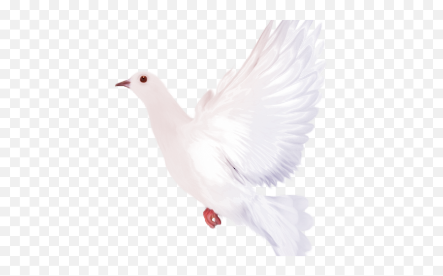 Download White Dove Clipart Flying - Portable Network Goose Png,Doves Flying Png