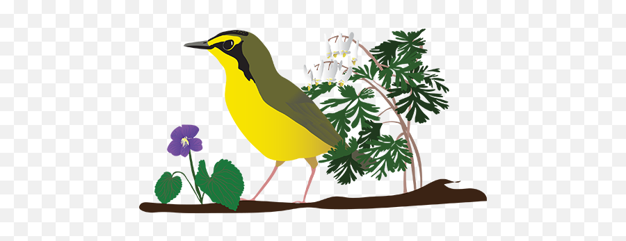 Festival Of Birds - Welcome Birders Yellow Bird In Tree Png,Birds Transparent