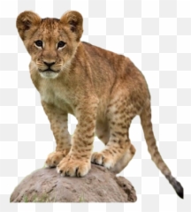 Lion Cub Png Transparent Images All - Background