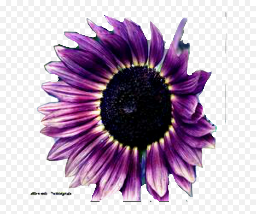 Deep Purple Flower Sunflower Freetoedit 1353897 - Png Purple Sunflower,Sunflowers Png