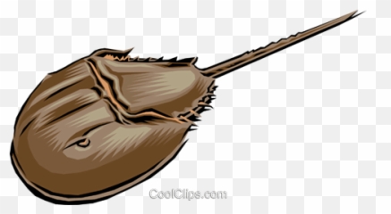 Download Horseshoe Crab Royalty Free Vector Clip Art - Horseshoe Crab Clip Art Png,Horseshoe Transparent