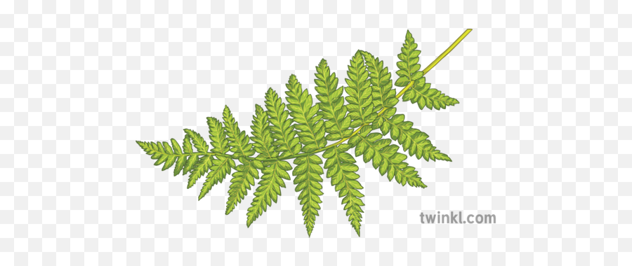 Green Fern Leaves Plants Ecosystems Science Secondary - Fern Illustration Png,Fern Leaf Png