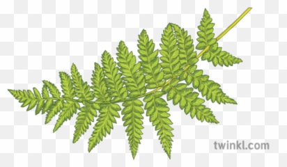 Green Fern Leaves Plants Ecosystems Science Secondary - Illustration png