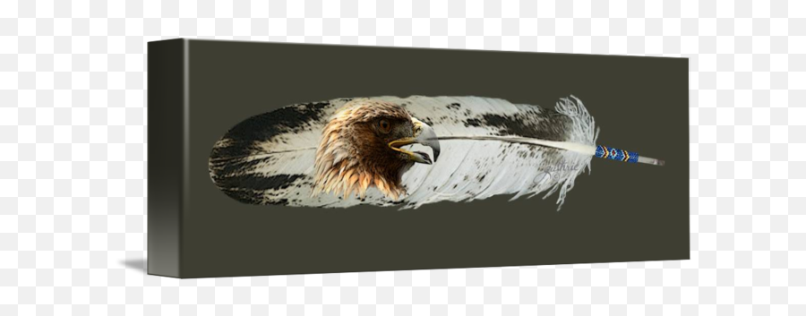 Golden Eagle Feather By John Guthrie - Bald Eagle Png,Eagle Feather Png
