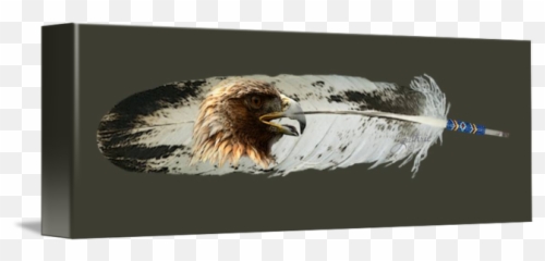 Golden Eagle Feather By John Guthrie - Bald png