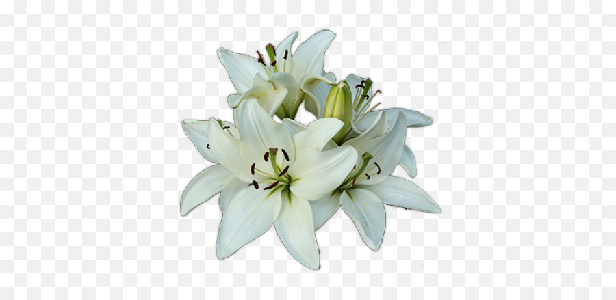 Funeral Png 4 Image - Funeral Lilies Png Clipart,Funeral Png