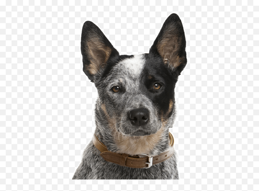 Purchase Miniature Australian - Australian Cattle Dog Mutt Png,Australian Shepherd Icon