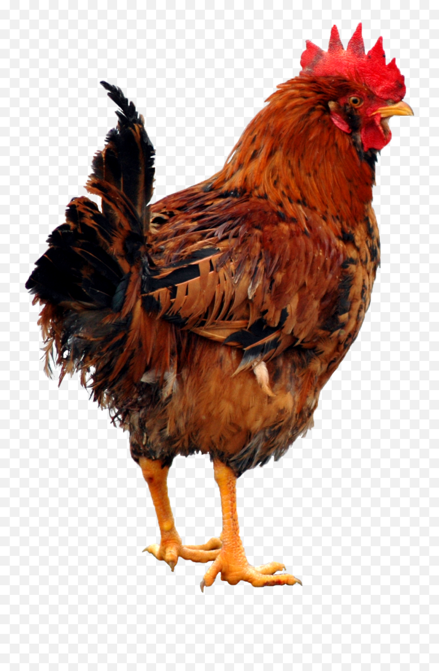 Download Chicken Png 5 - Transparent Chicken Clipart,Chicken Png