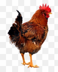 Download Chicken Png 5 - Transparent Clipart
