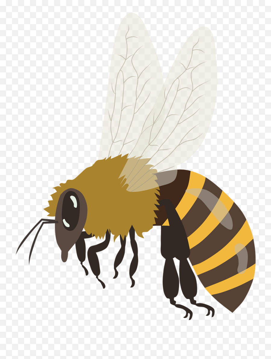 Bee Bumblebee Honeybee - Honey Bee Vector Png,Bumblebee Icon