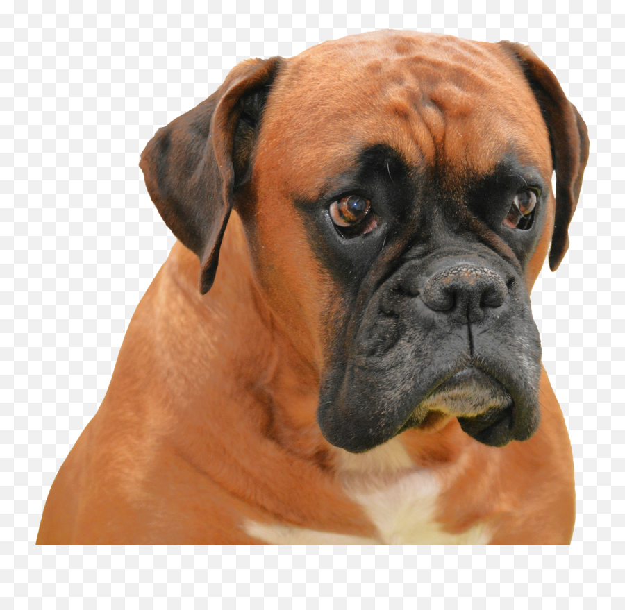 Boxer Dog Png Transparent Image - Boxer Dog Transparent Background,Dog Png Transparent