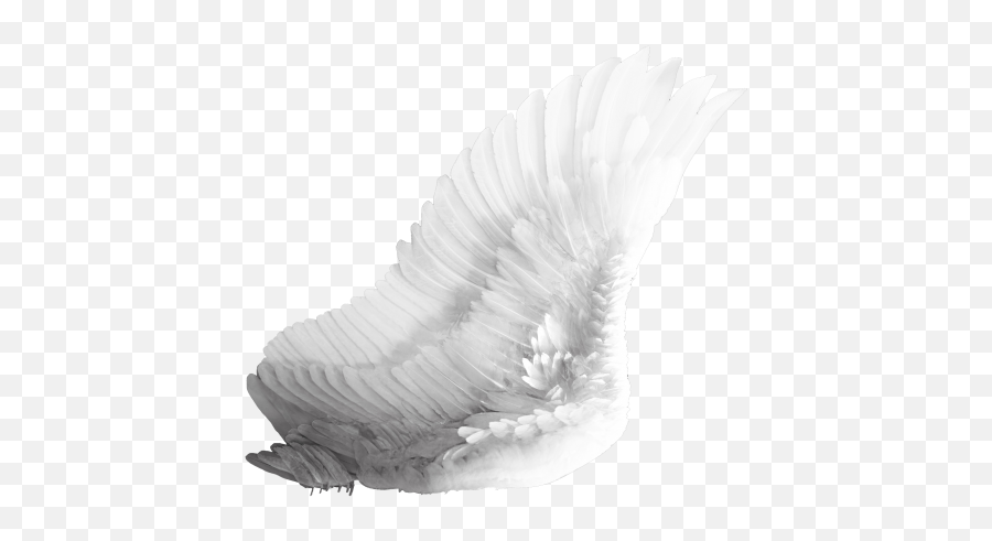 Download Free Png Wings Transparent Image - Dlpngcom Side View Angel Wings Png,Wings Png Transparent