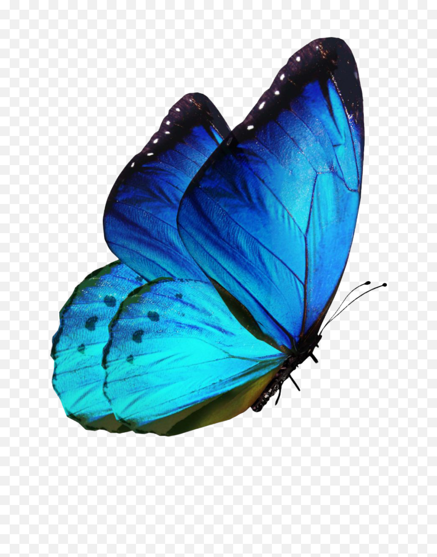 Butterfly Png Full Hd Download - Luthfiannisahay,Butterfly Png Clipart
