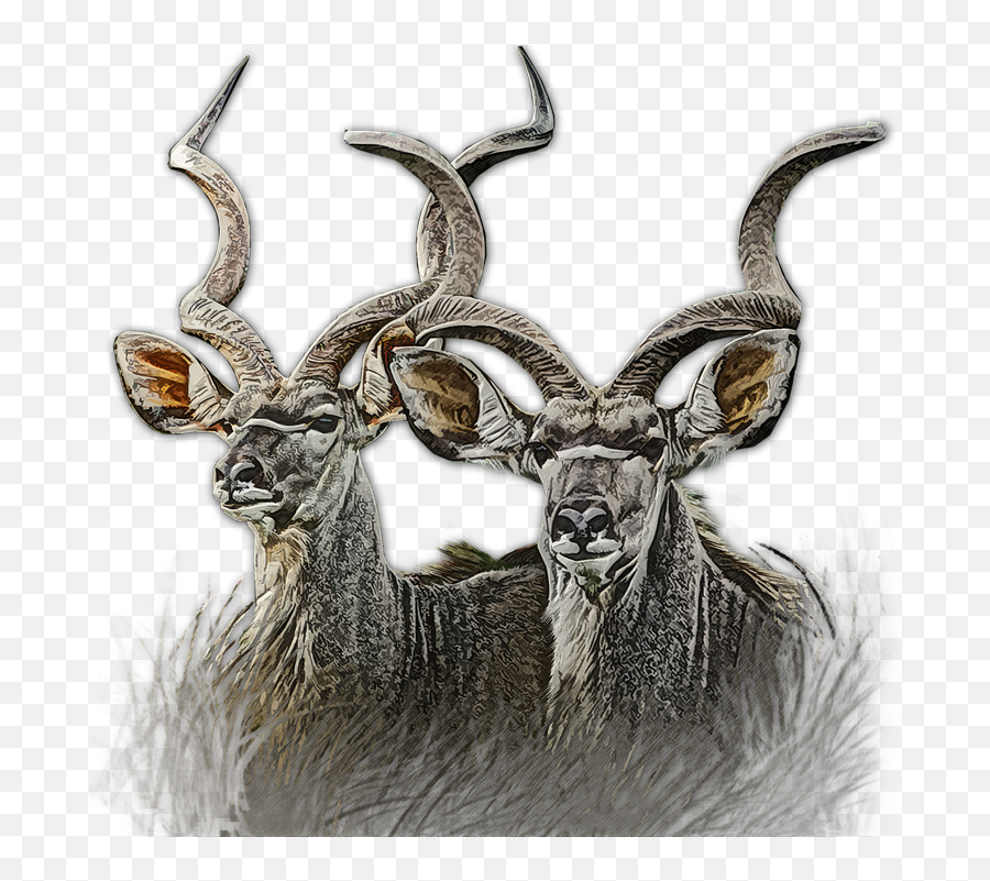 Kudu Buck Wildlife - Free Image On Pixabay Kudu Png,Buck Png