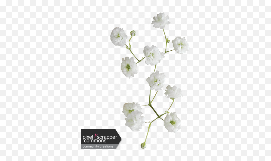 Itu0027s A Girl Thing - Flower 01 Graphic By Sharon Grant Artificial Flower Png,Baby's Breath Png